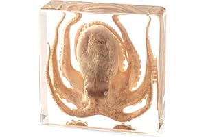 HUDIRGO Real Taxidermy Octopus in Resin - Taxidermy Animals for School Lab Zoology Dissection, Novelty Gifts for Specimen Collector, Ocean Lover, Family or Friends (Octopus)