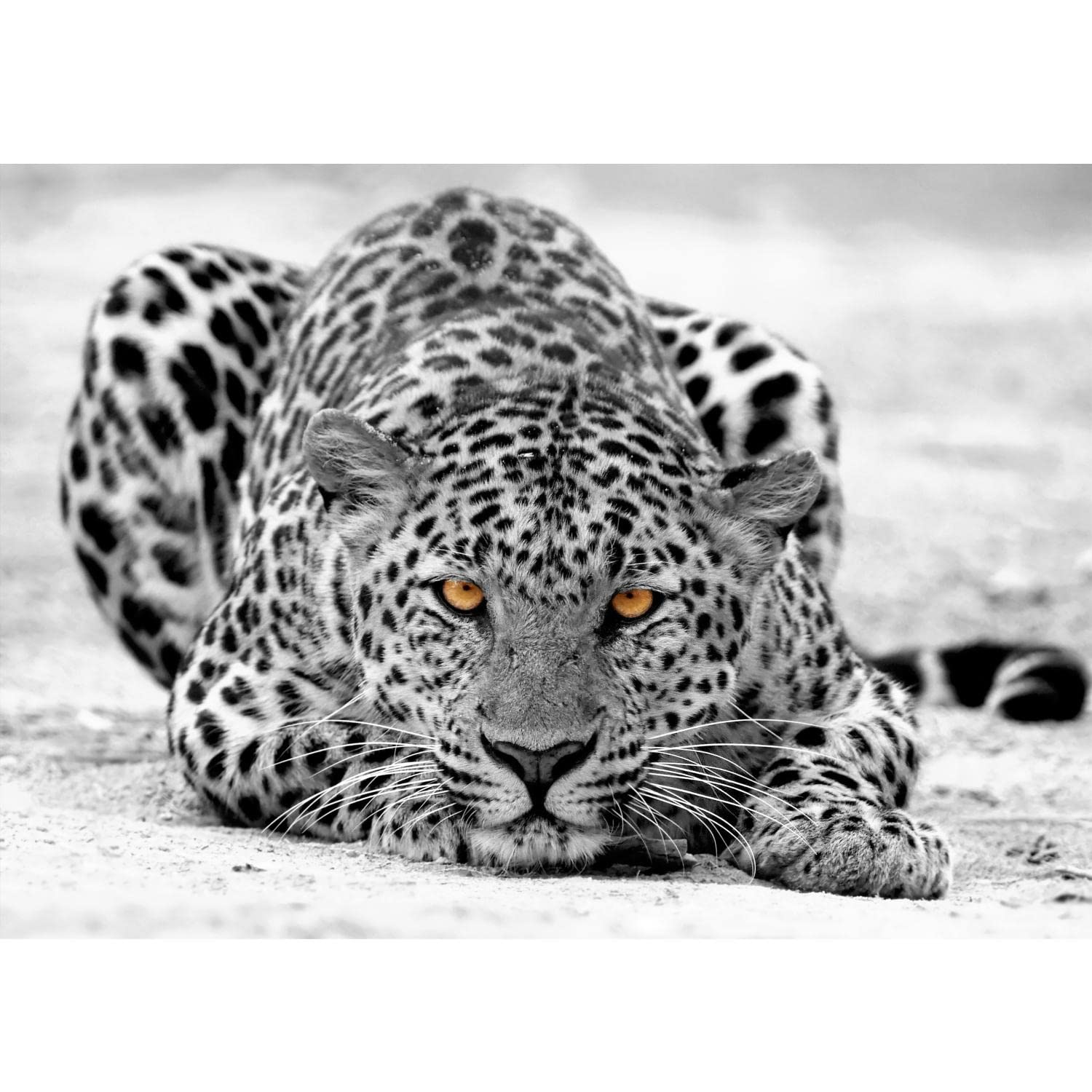 Runa Art Photo Wallpaper Leopard Africa 352 x 250 cm Non-Woven Wall Art XXL Moderne Living Room Bedroom Black-and-White 9034011b