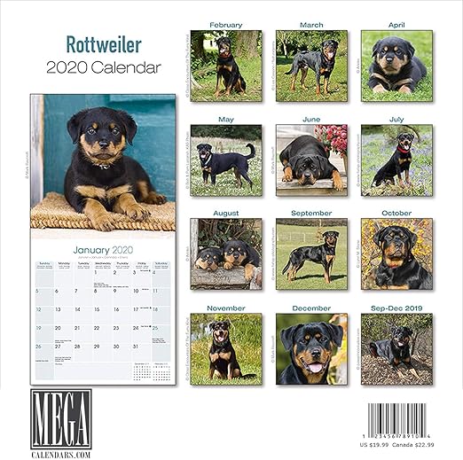 Amazon Com Rottweiler Calendar 2020 Dog Breed Calendar Wall