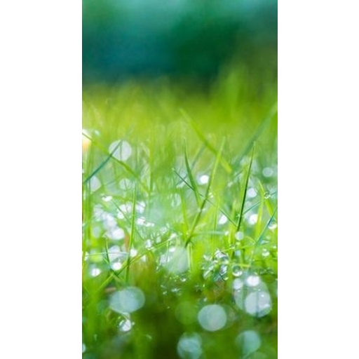 Green Grass for Android