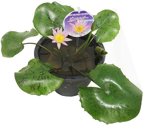 Amazon 株 赤塚植物園 熱帯スイレン 7号 花つぼみ付き ピンクルビー 花