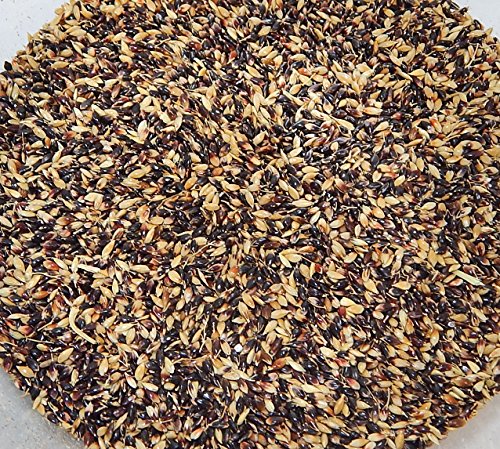 Sudangrass Seed (Piper), 1 lb. Bag Sudangrass Seed (Piper), 1 lb. Bag