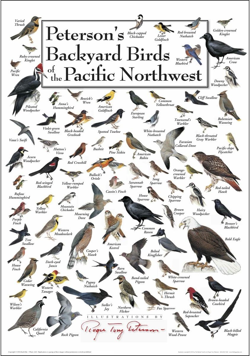 Amazon Com Earth Sky Water Poster Peterson S Backyard Birds