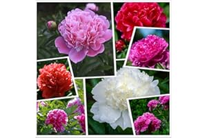 KCT GARDEN Peony Seeds, 50+ Cotton Candy Peony Mix Seeds for Planting, Flower Seeds for Planting
