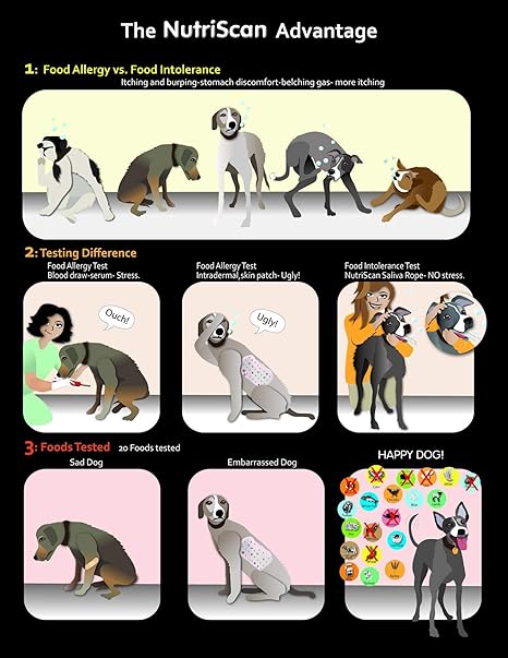 poodle images pictures