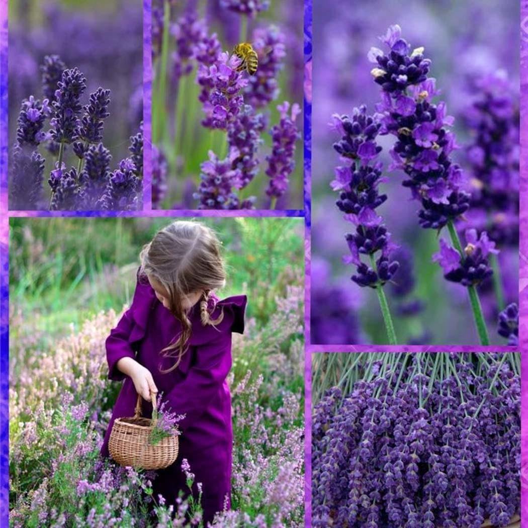 20pcs/Bag Lavender Seeds Outdoor Pot Bonsai Beautiful Vera Herb Flower Seeds Home Garden