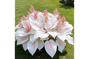 Hosta Seeds 200 Create a Lush Garden, Mottled Leaves and an Oasis of Easy-Grow Perennial Seeds. Used for Outdoor and Containe