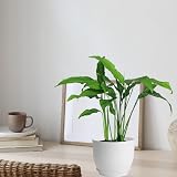 PROFIKLA Plastic Plant Pots Set 20cm 18cm 16cm with Drainage Holes Saucers White view 5