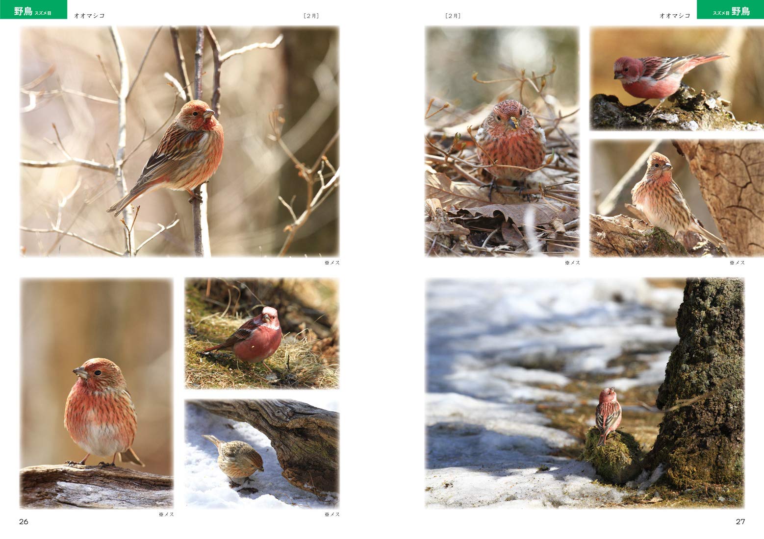 絵を描くための鳥の写真集 マール社編集部 宮本桂 尾﨑親三郎 本 通販 Amazon