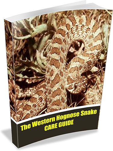 Download Western Hognose Snake Care Guide (English Edition) PDF