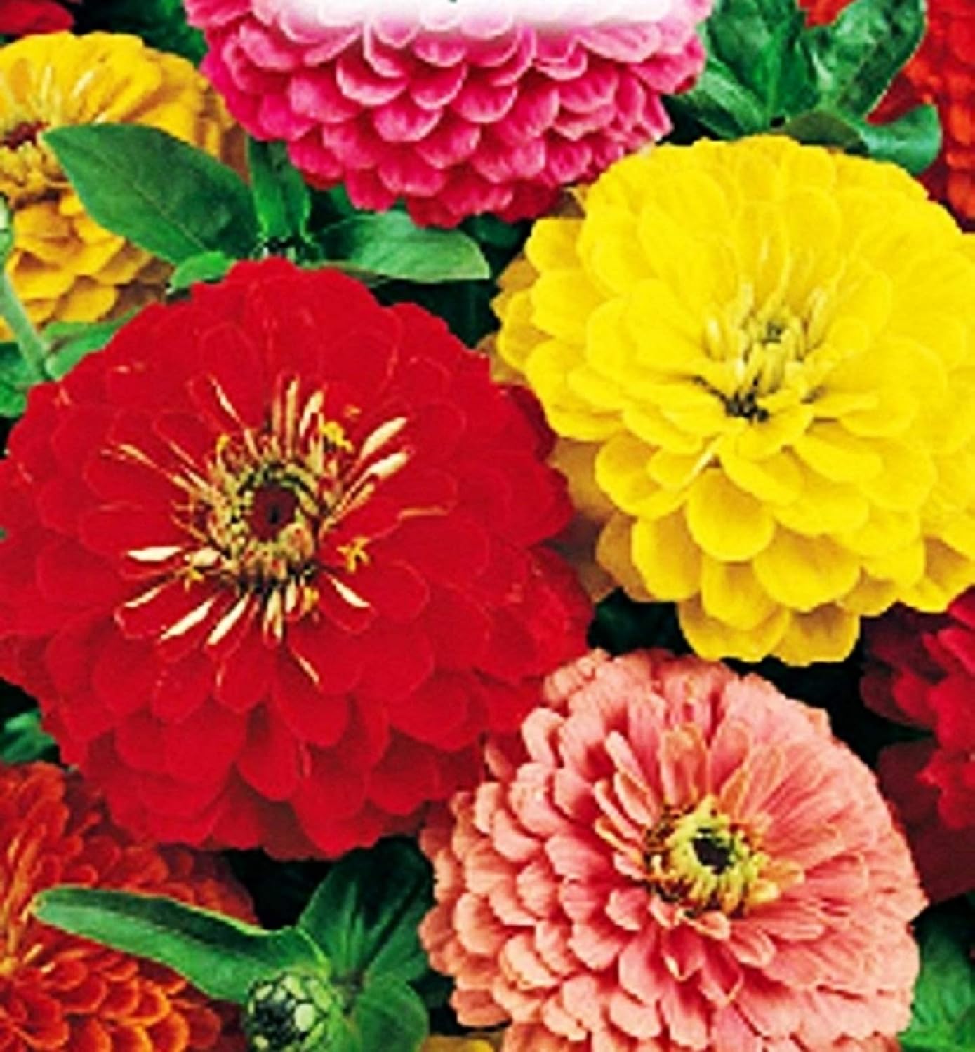 Semillas de zinnia doble gigante - verduras - zinnia elegans ...
