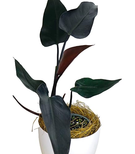 cashews plants Buy Kaju Plant main image 0