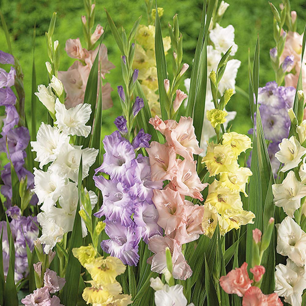 16 x Gladiolus Grandiflora Pastel Mix – Spectacular Flower Spikes – Large Showy Funnel Shaped Flowers – Makes Wonderful Cut Flowers – ADDS Dramatic Splashes of Colours to Your Summer Garden