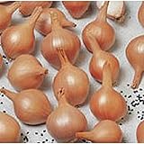 Ambition Shallots Seeds (20+ Seeds) | Non GMO