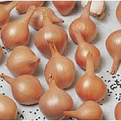 Ambition Shallots Seeds (20+ Seeds) | Non GMO