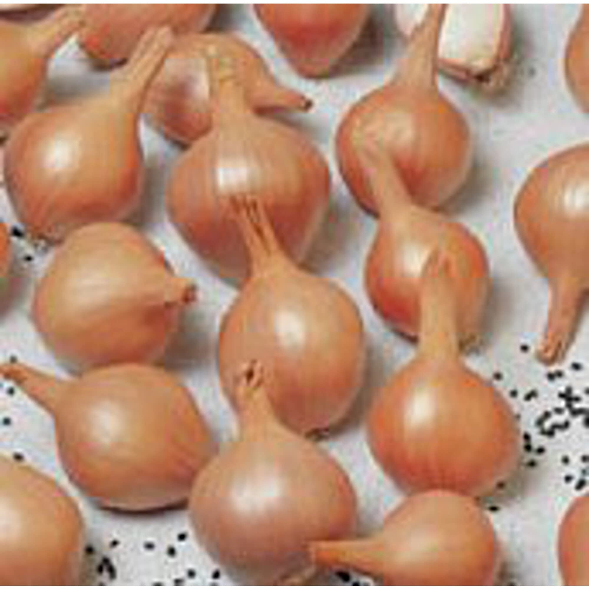 Ambition Shallots Seeds (20+ Seeds) | Non GMO