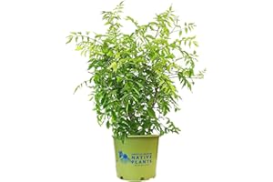 GREEN PROMISE FARMS American Beauties Native Plants - Campsis radicans (Trumpet Vine) Vine, reddish orange, #2 - Size Container