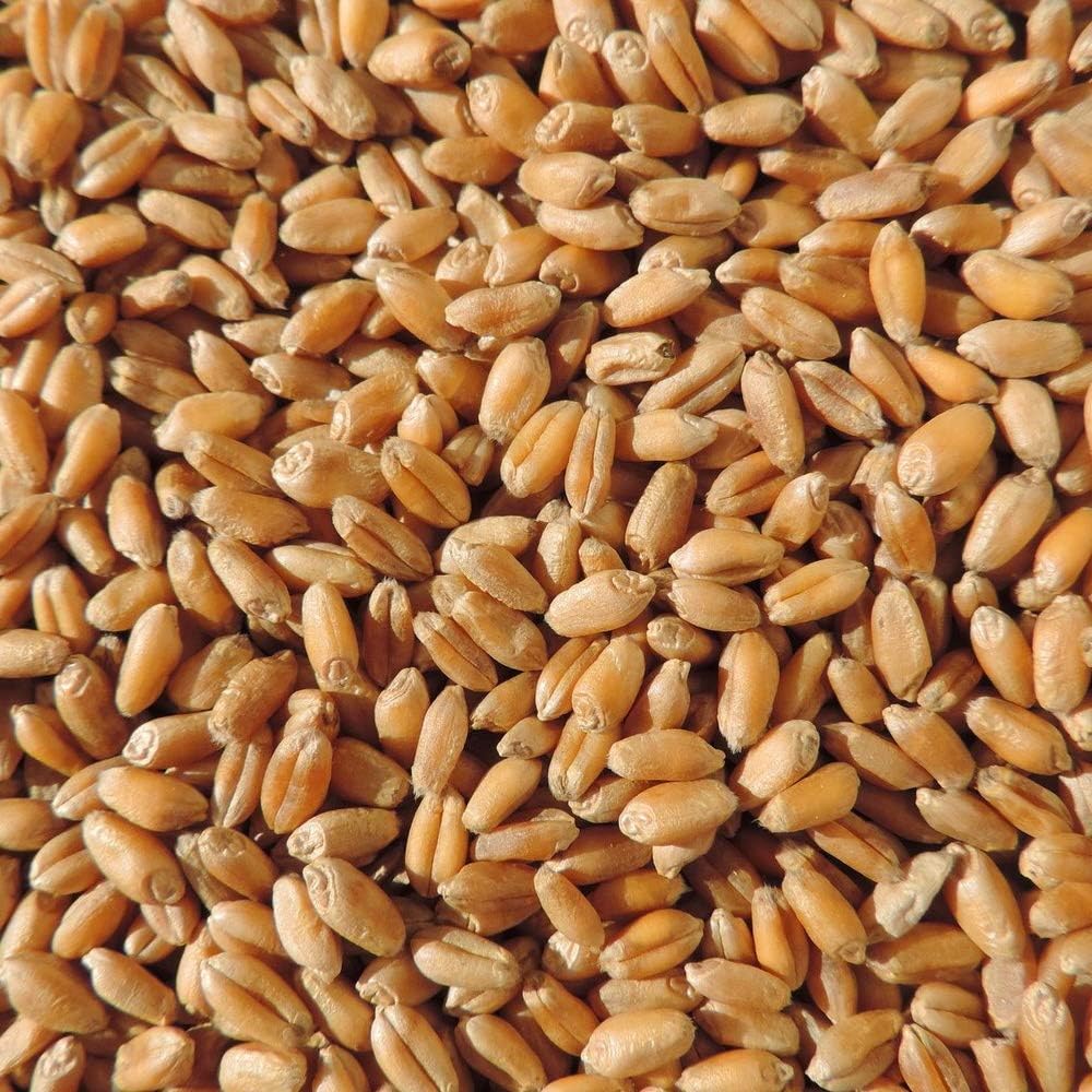 Instant Sunshine Wheatgrass microgreen Sprouting Seeds - 100 Grams