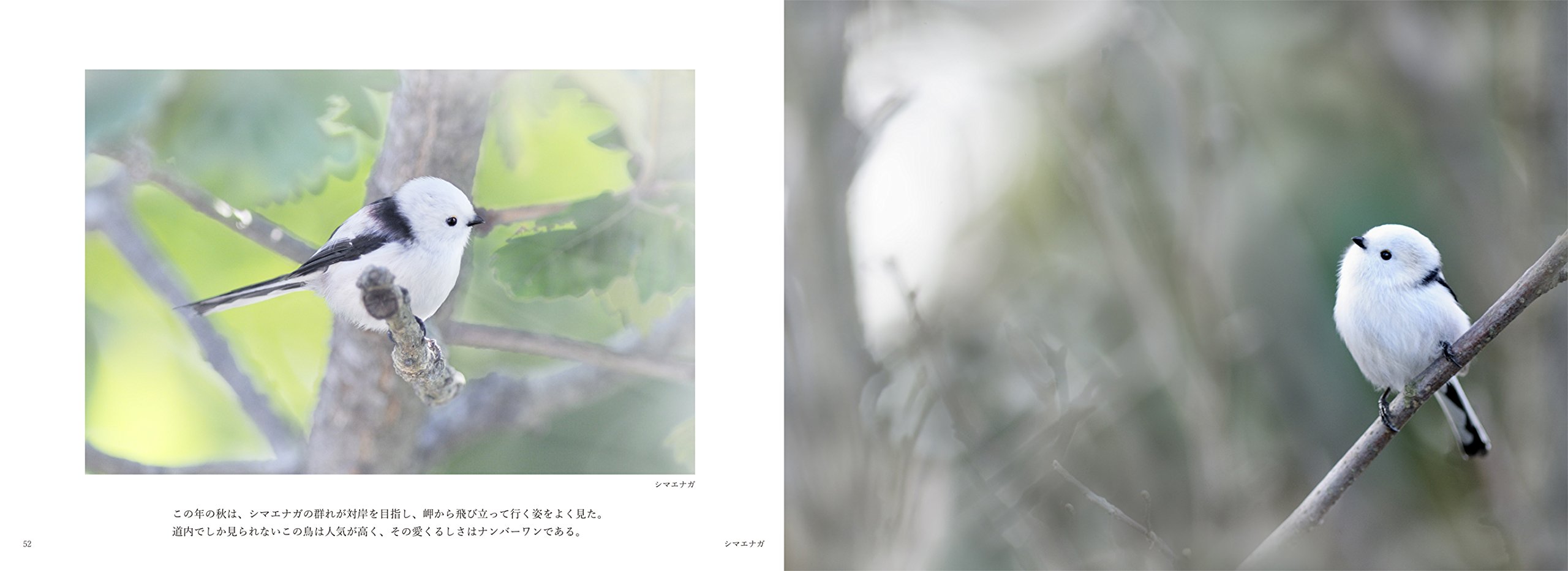 野の鳥の四季 Birds Of Hokkaido Amazon Com Books