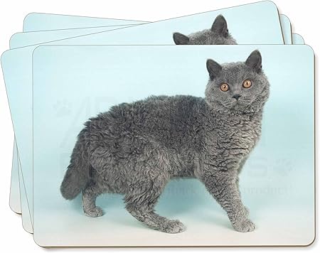 blue selkirk rex