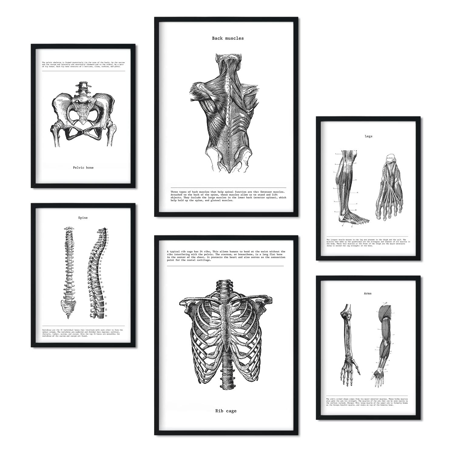 Nacnic – Set of 6 Anatomy Posters (muscles, leg, arm, spine, pelvis). Perfect for clinics or study rooms. Sizes A3 and A4, without frame.