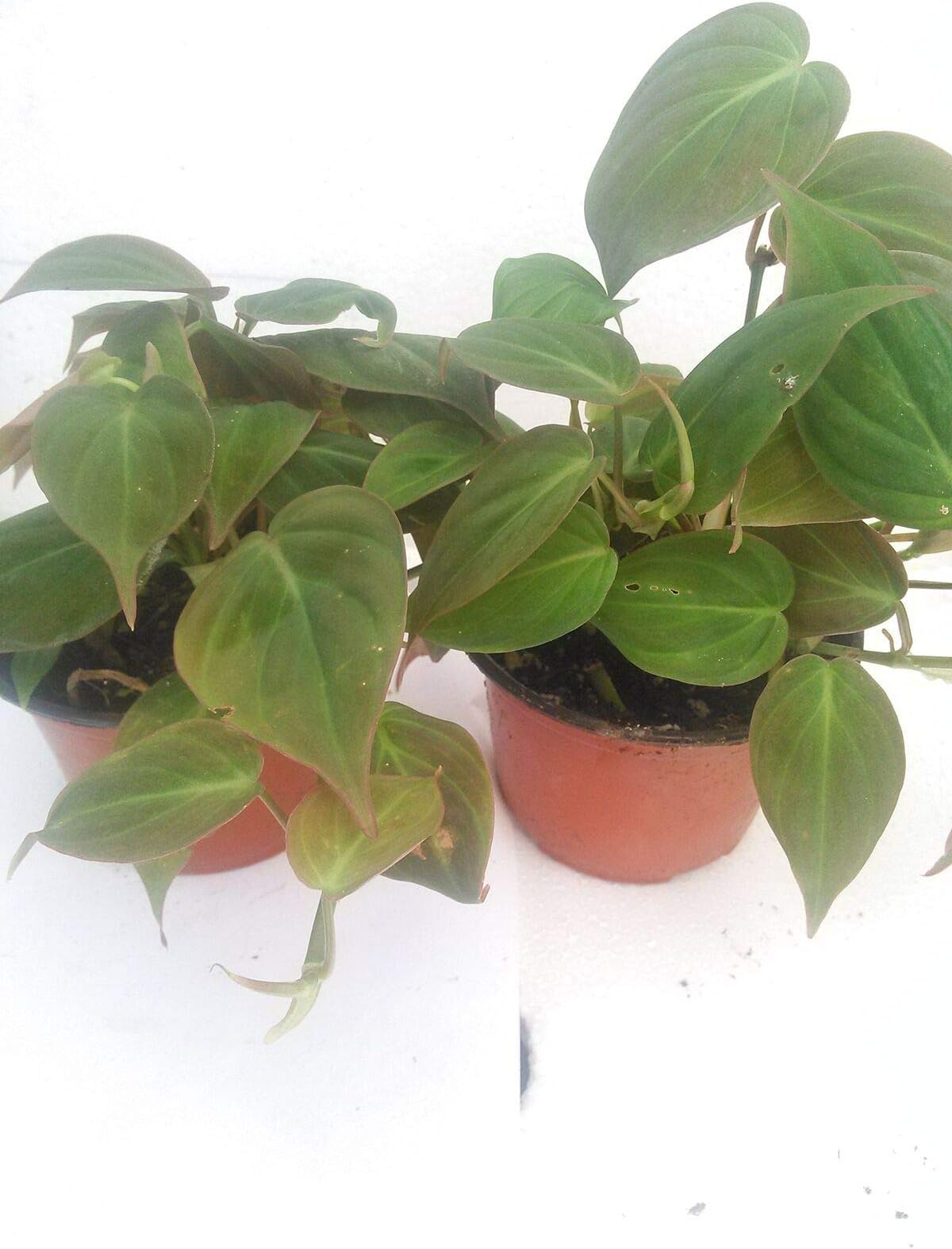 4"Pot - Two Velvet Leaf - Live Plant - Bronze Micans Vine - Indoor Houseplant - Best Gift - N6