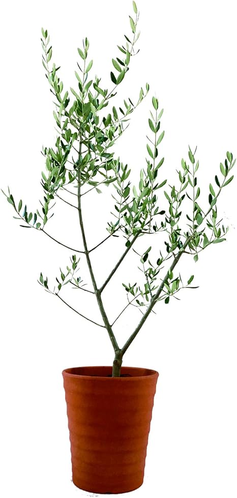 Amazon Co Jp 花のギフト オリーブの木 素焼 鉢植え 7号 観葉植物 インテリア グリーン オリーブの樹 Diy 工具 ガーデン Amazon Co Jp 花のギフト オリーブの木 素焼 鉢植え 7号 観葉植物 インテリア グリーン オリーブの樹 Diy 工具 ガーデン