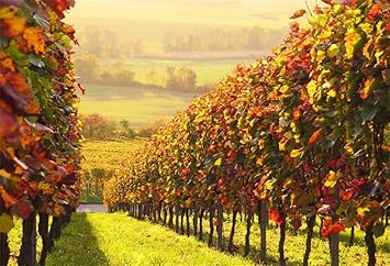 Amazon Com Lfeey 7x5ft Vineyard Landscape Background Rustic Farm Grape Trellis Photography Backdrop Countryside French Orchard Photo Studio Props Outdoor Nature Scenery Party Decoration Vinyl Banner Camera Photo