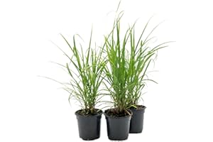 3 Lemongrass, Live Plant, 4" Nursery Pots, Cymbopogon Citratus, West Indian Lemongrass, Fully Rooted for Kitchen Garden, CitronellaKing