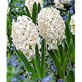5 Snow Drift Hyacinth Bulbs - 16-17 cm, Elegant White Blooms for Zones 4-10 (Pre-Chilling Required for Zones 8-10)