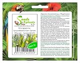 5X Microgramma Lycopodioides Fern Seeds by Seeds & Plants Shop by Ipsa view 3