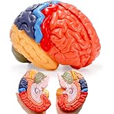 ZENFUN Life-Size Human Brain Anatomical Model, Color-Coded Partitioned Brain, 2 Parts, Anatomically Accurate Brain Model for Educational Settings Display Teaching Medical Model