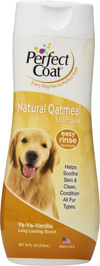 bernese mountain dog miniature