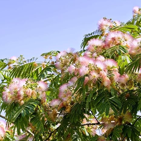 Persian Silk Tree Seeds Albizia Julibrissin Amazon Co Uk Garden Outdoors