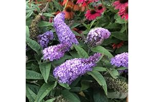 YOKEBOM Purple Butterfly Bush Live Plant in 4 Inch Pot Planting Perennial Outdoors Garden Bush Shrub