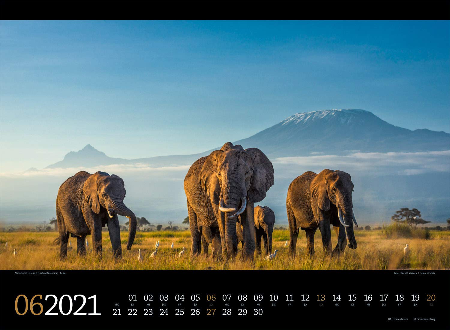 Tierwelt Afrika Kalender 2021 Wandkalender Im Querformat 45x33 Cm Tierkalender Amazon De Ackermann Kunstverlag Bucher