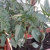 Huerto Urbano - Mix Brasicas - HU - Batlle: Amazon.es: Jardín