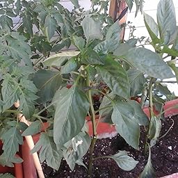 Huerto Urbano - Mix Hortalizas - HU - Batlle: Amazon.es: Jardín