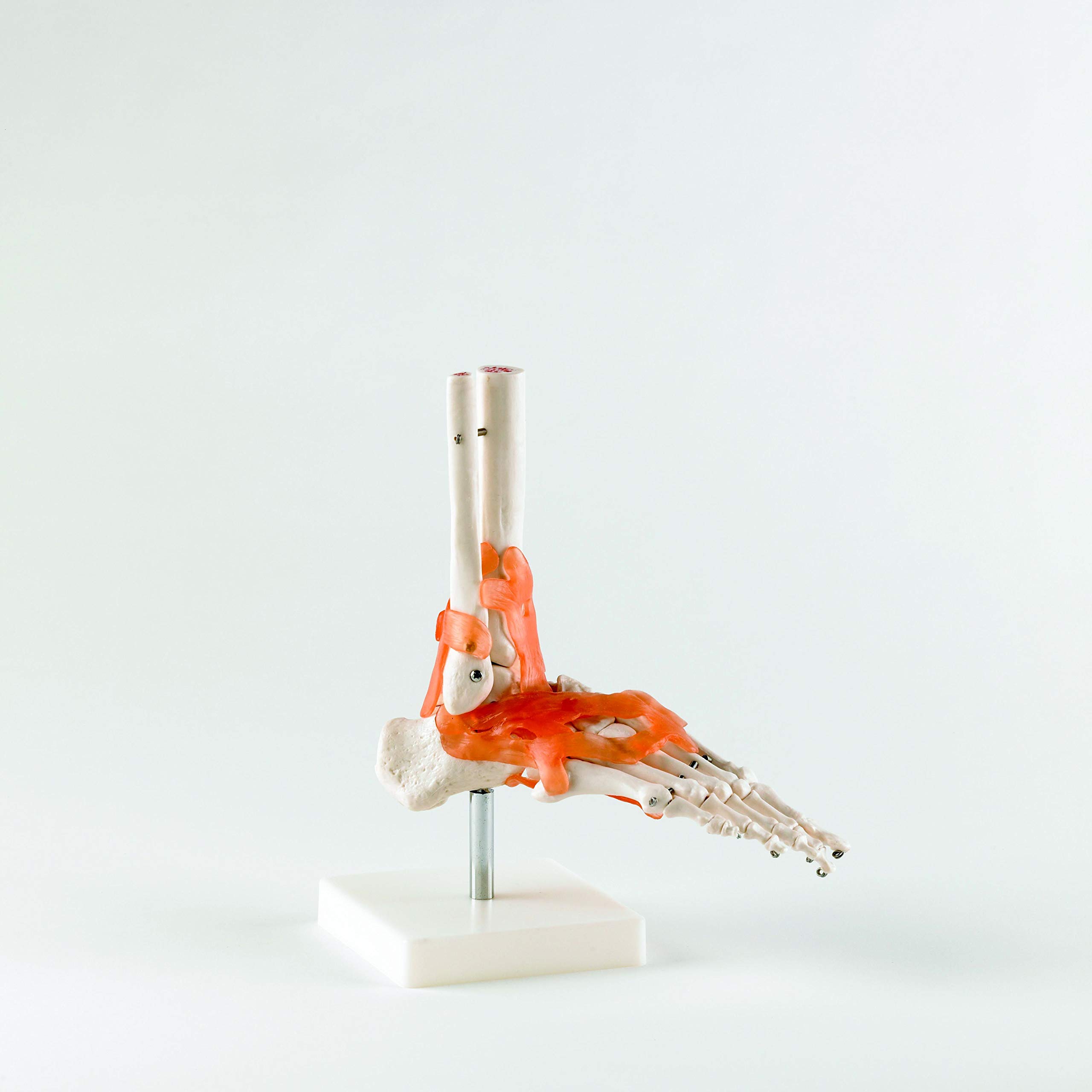 Real Patterson's Foot Joint with Ligaments