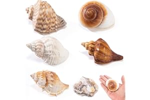 ALHROEUO 5PCS Large Hermit Crab Shells with Decorative Beach Shells | Natural SeaShells Size 2.5" - 3.9", Opening Size 1.5" - 2.6" | Turbo Shells for Medium to Large Crabs,with a package of smallbeachshells