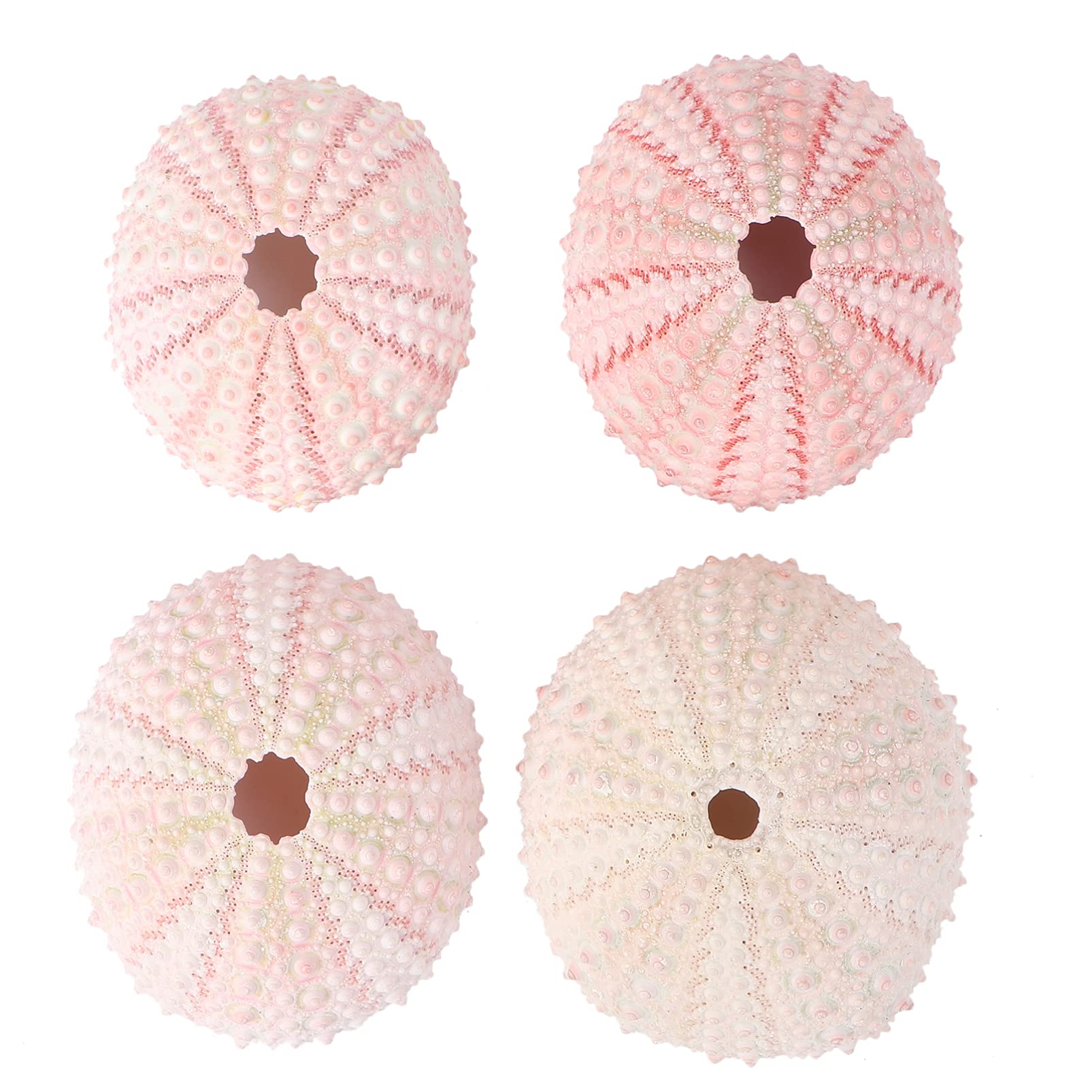 4pcs Sea Urchin Vase Urchin Shell Nautical Air Plant Urchin House Plants Sea Urchin Collection Beach Sea Decor Vase Shells Small Succulent Plants Live Confetti Seaside Self Made