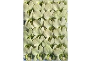 GREEN Fresh Orchid Flower OrchidClub USA Sunne Tropical Loose Bloom DIY Lei, food & drink decoration (50 APPLE GREEN)