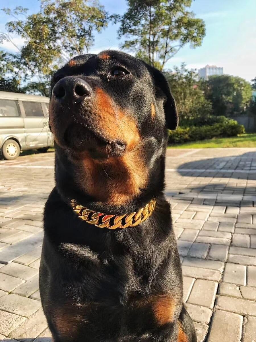 rottweiler gold chain