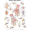 Hand and Wrist Anatomical Chart