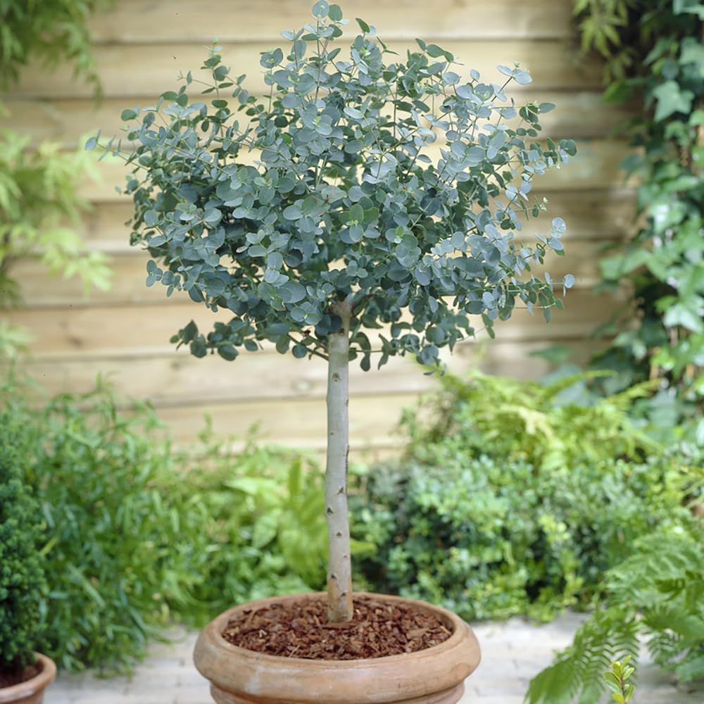 YouGarden Eucalyptus Tree 'gunnii' Standard 60-100cm Tall in a 2L Pot, Outdoor Garden Trees for Pots and Patios, Supplied as an Established Plant