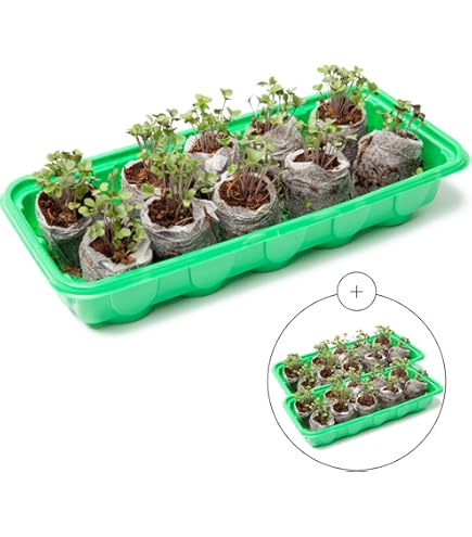 Amazon.com : Jiffy 42mm Windowsill Greenhouse 10 : Patio, Lawn