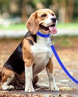 Taglory Dog Lead Reflective Double Sided Navy 2 cm x 120 cm Neon Safety view 6