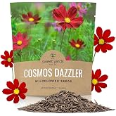 Dazzler Cosmos Wildflower Seeds - Extra Large 1 Ounce Packet - Over 5,000 Fresh Open Pollinated Non-GMO Flower Seeds - Stunning Bright Petals - Drought Tollerant