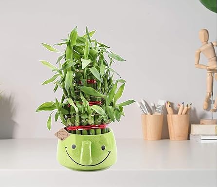 Abana Homes Bamboo Plant Indoor With Smiley Ceramic Pot - 3 Layer Bamboo Live Plant For indoor - Best Gift Option