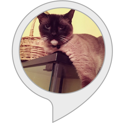 Amazon.in Where's Whiskers? Alexa Skills